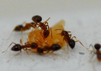 厨房里有蚂蚁怎么处理?迅速消灭蚂蚁，这几点很关键哦!
