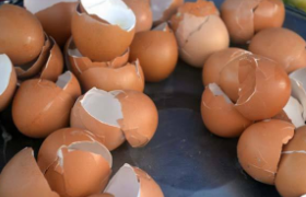 鸡蛋壳属于什么垃圾？鸡蛋壳有什么用？