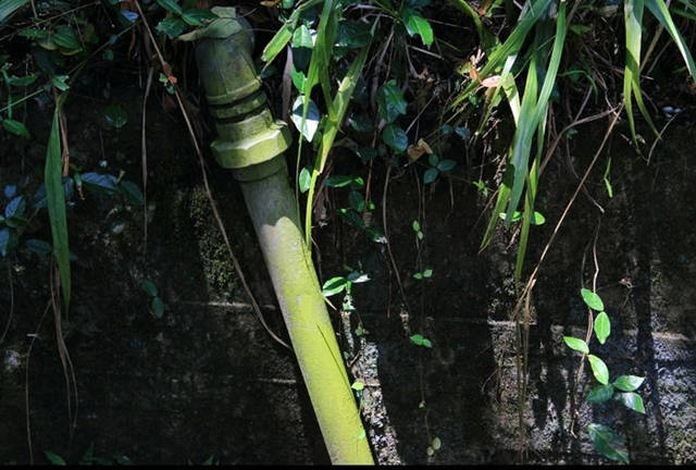 不知道水管里的绿苔怎么清除？看这篇文章就对了！