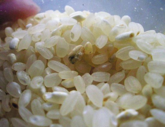 发霉的大米是什么垃圾？吃发霉大米的危害？
