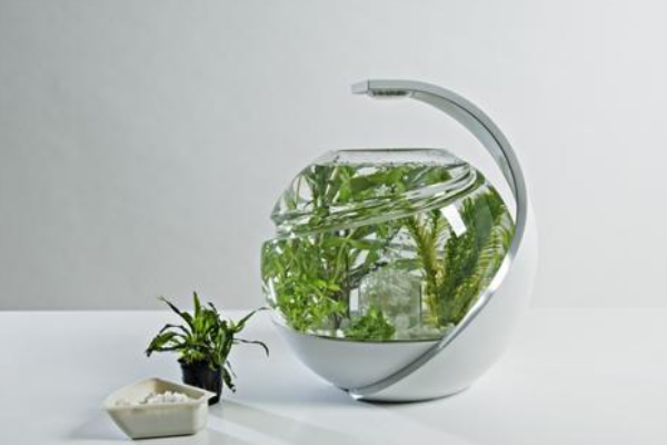 鱼缸养什么植物?适宜在鱼缸中养的植物推荐给您!