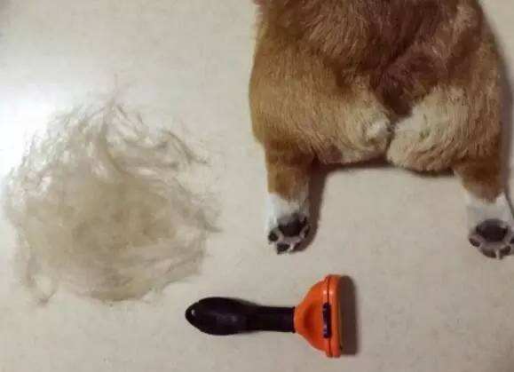 狗毛属于什么垃圾？如何处理狗毛？